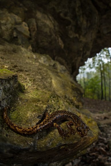 Geotritone di Strinati - Strinati's cave salamander (Speleomantes strinatii)