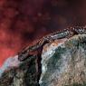 Geotrinone di Strinati - North-west Italian cave salamander (Speleomantes strinatii)