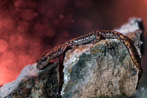 Geotrinone di Strinati - North-west Italian cave salamander (Speleomantes strinatii)