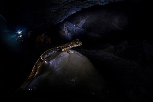 Geotritone di Strinati - Strinati's cave salamander (Speleomantes strinatii)