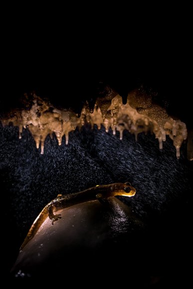 Geotritone di Strinati - Strinati's cave salamander (Speleomantes strinatii)