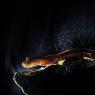Geotrinone di Strinati - North-west Italian cave salamander (Speleomantes strinatii)