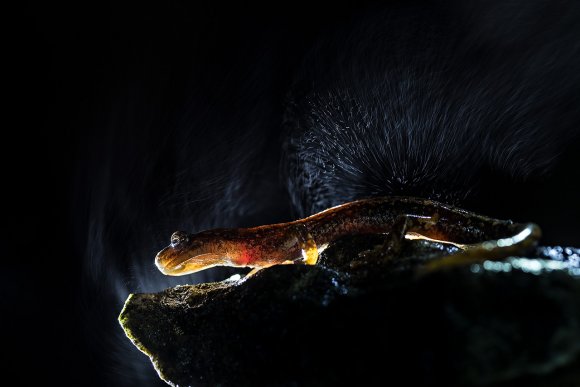 Geotrinone di Strinati - North-west Italian cave salamander (Speleomantes strinatii)