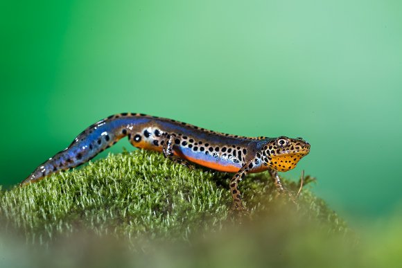 Tritone alpino - Alpine newt