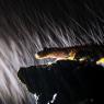 Geotrinone di Strinati - North-west Italian cave salamander (Speleomantes strinatii)