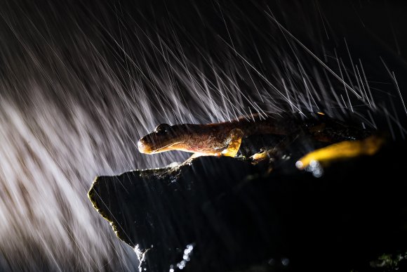 Geotrinone di Strinati - North-west Italian cave salamander (Speleomantes strinatii)