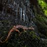 Geotritone italico -  Italian cave salamander (Speleomantes italicus)