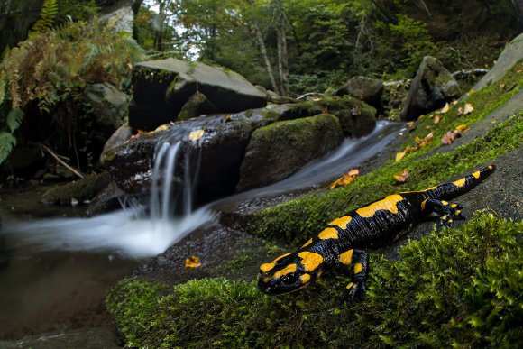 Salamandra pezzata - Fire salamander (Salamandra salamandra)