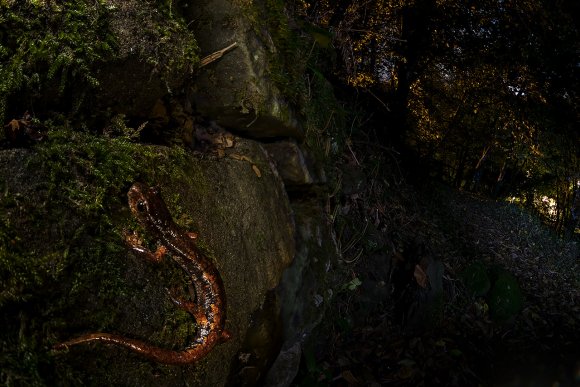 Geotritone italico -  Italian cave salamander (Speleomantes italicus)