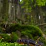 Tritone alpino - Alpine newt (Ichthyosaura alpestris)