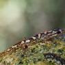 Euprotto sardo - Sardinian brook salamander (Euproctus platycephalus)