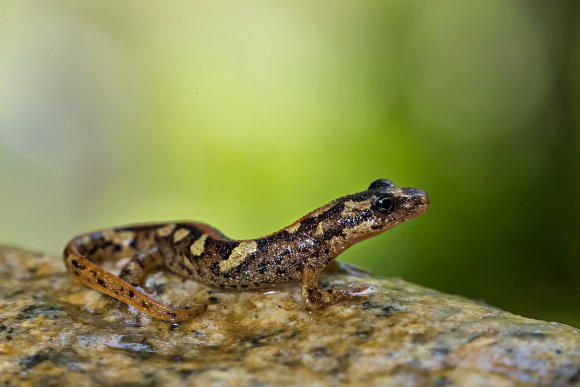 Euprotto sardo - Sardinian brook salamander (Euproctus platycephalus)