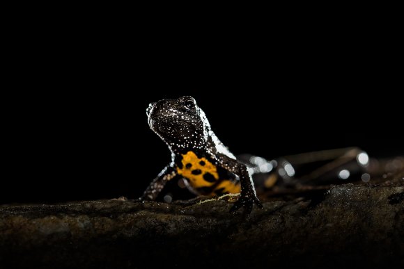 Tritone crestato - Crested newt