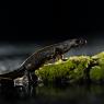 Tritone crestato - Crested newt