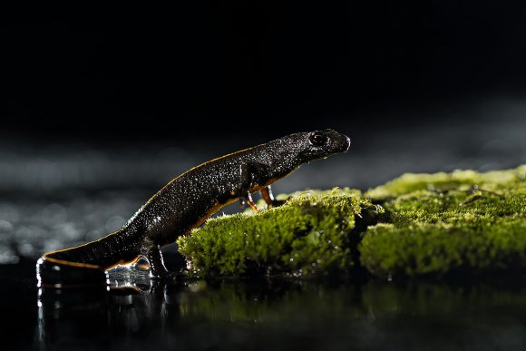 Tritone crestato - Crested newt