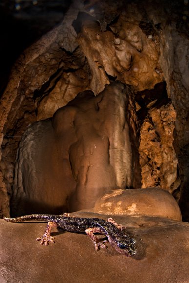 Geotritone del Supramonte - Supramonte cave salamander (Speleomantes supramontis)