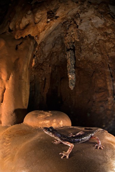 Geotritone del Supramonte - Supramonte cave salamander (Speleomantes supramontis)