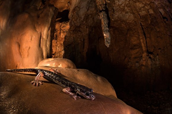 Geotritone del Supramonte - Supramonte cave salamander (Speleomantes supramontis)