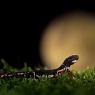 Salamandrina di Savi - Northern spectacled salamander (Salamandrina perspicillata)