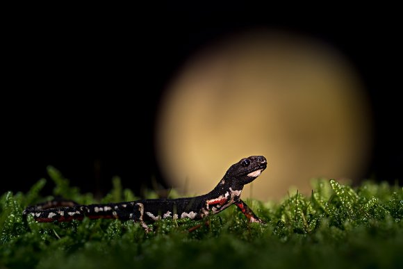 Salamandrina di Savi - Northern spectacled salamander (Salamandrina perspicillata)