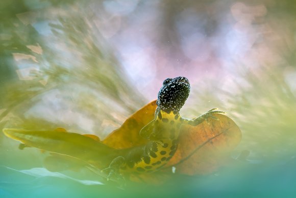 Tritone crestato - Crested newt