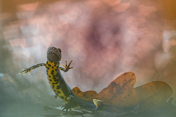 Tritone crestato - Crested newt