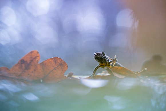 Tritone crestato - Crested newt