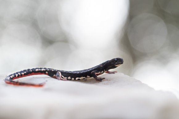 Salamandrina di Savi - Northern spectacled salamander (Salamandrina perspicillata)