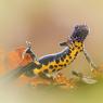 Tritone crestato - Crested newt