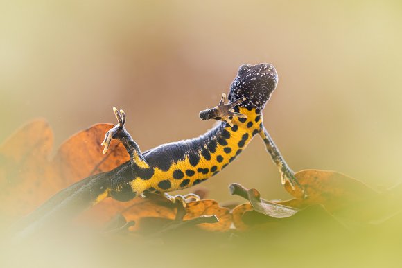 Tritone crestato - Crested newt