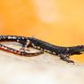 Salamandrina di Savi - Northern spectacled salamander (Salamandrina perspicillata)