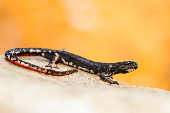 Salamandrina di Savi - Northern spectacled salamander (Salamandrina perspicillata)