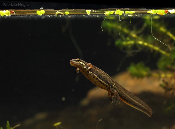 Tritone punteggiato - Common newt (Lissotriton vulgaris)