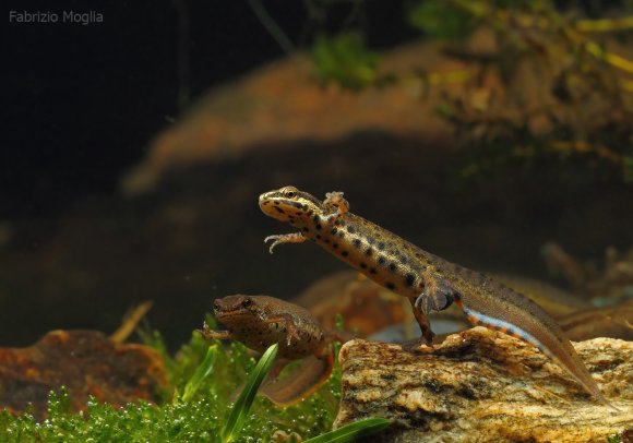 Tritone punteggiato - Common newt (Lissotriton vulgaris)