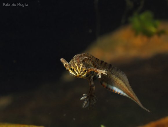 Tritone punteggiato - Common newt (Lissotriton vulgaris)