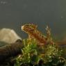 Tritone punteggiato - Common newt (Lissotriton vulgaris)