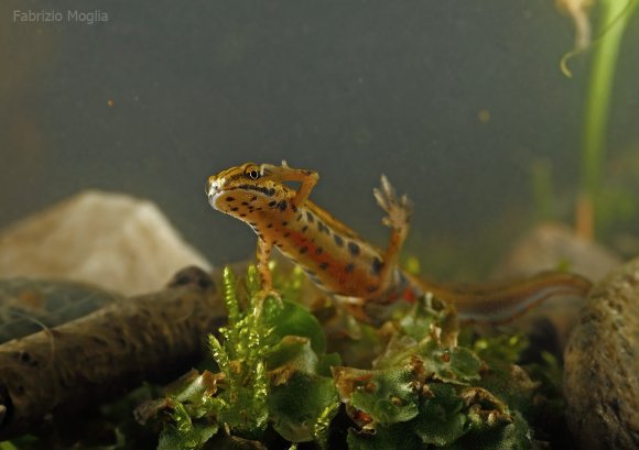 Tritone punteggiato - Common newt (Lissotriton vulgaris)