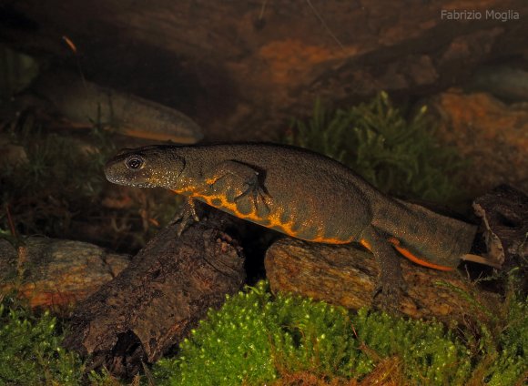 Tritone crestato italiano - Italian crested newt (Triturus carnifex)