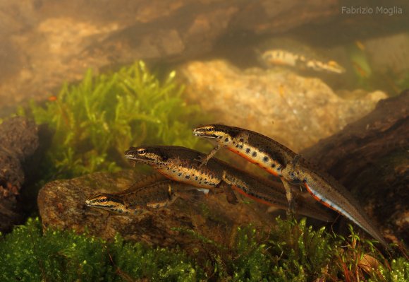 Tritone punteggiato - Common newt (Lissotriton vulgaris)