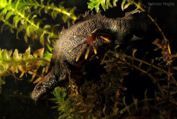 Tritone crestato italiano - Italian crested newt (Triturus carnifex)