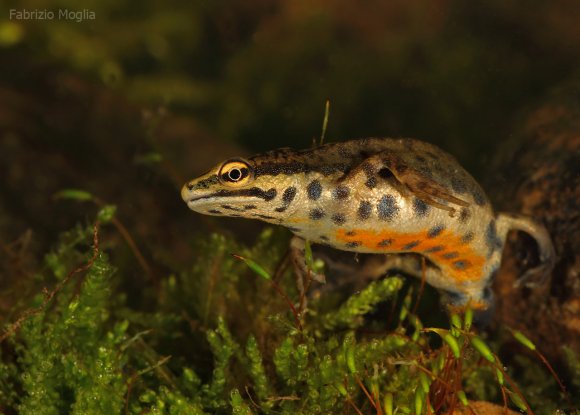 Tritone punteggiato - Common newt (Lissotriton vulgaris)