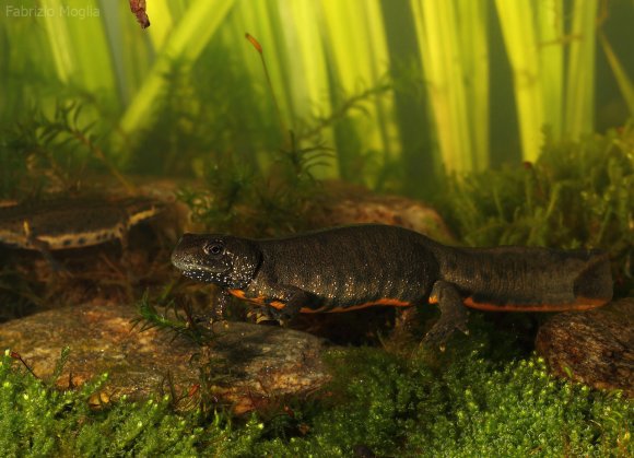 Tritone crestato italiano - Italian crested newt (Triturus carnifex)