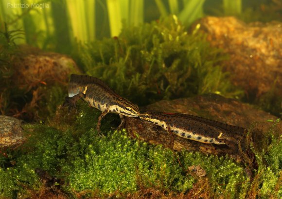 Tritone punteggiato - Common newt (Lissotriton vulgaris)