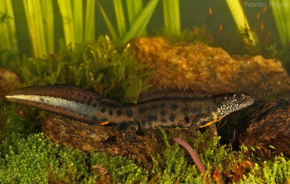 Tritone crestato italiano - Italian crested newt (Triturus carnifex)