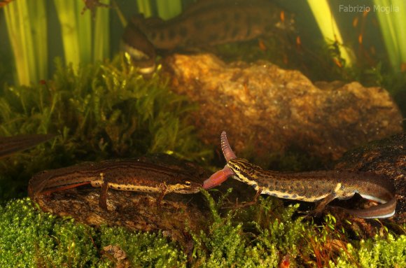 Tritone punteggiato - Common newt (Lissotriton vulgaris)