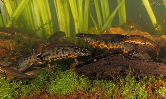 Tritone crestato italiano - Italian crested newt (Triturus carnifex)