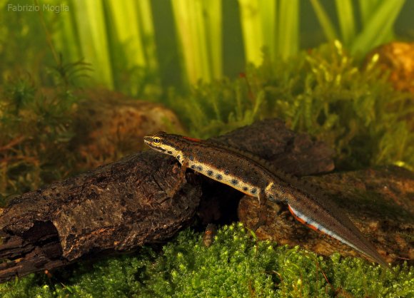 Tritone punteggiato - Common newt (Lissotriton vulgaris)