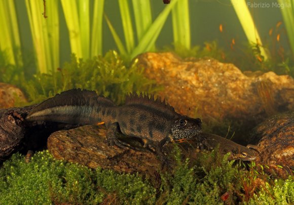 Tritone crestato italiano - Italian crested newt (Triturus carnifex)