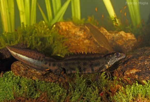 Tritone crestato italiano - Italian crested newt (Triturus carnifex)