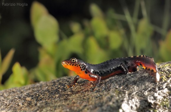 Tritone alpino - Tritone alpino (Ichthyosaura alpestris)